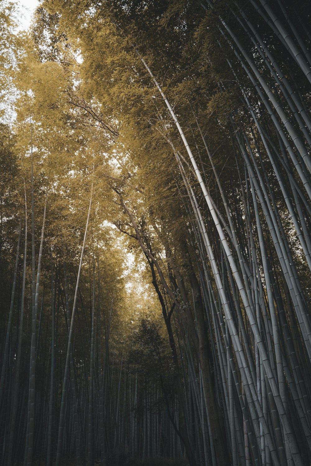 a grove of bamboo trees in a forest