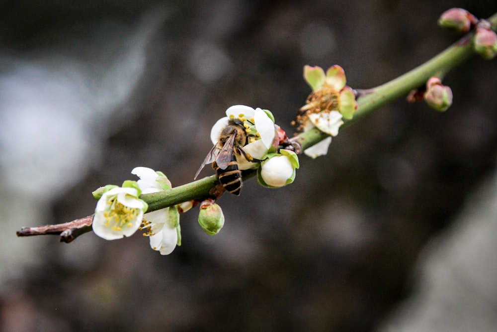 a close up of a flower with a bee on it