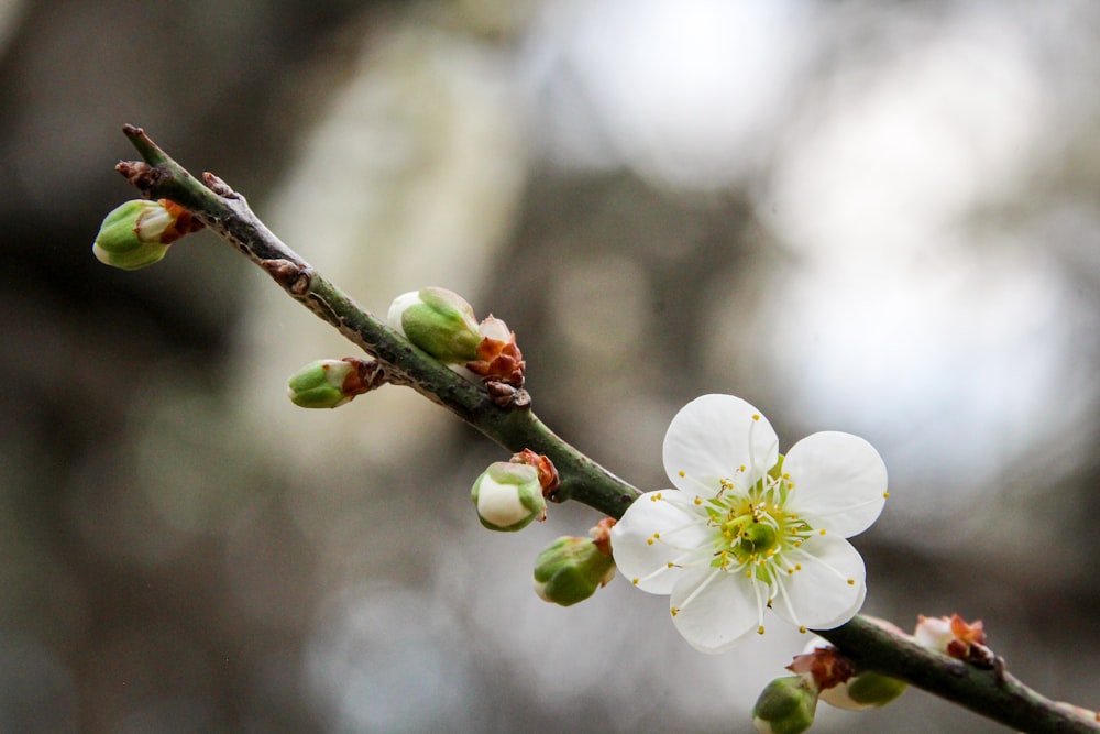 a white flower is blooming on a tree branch