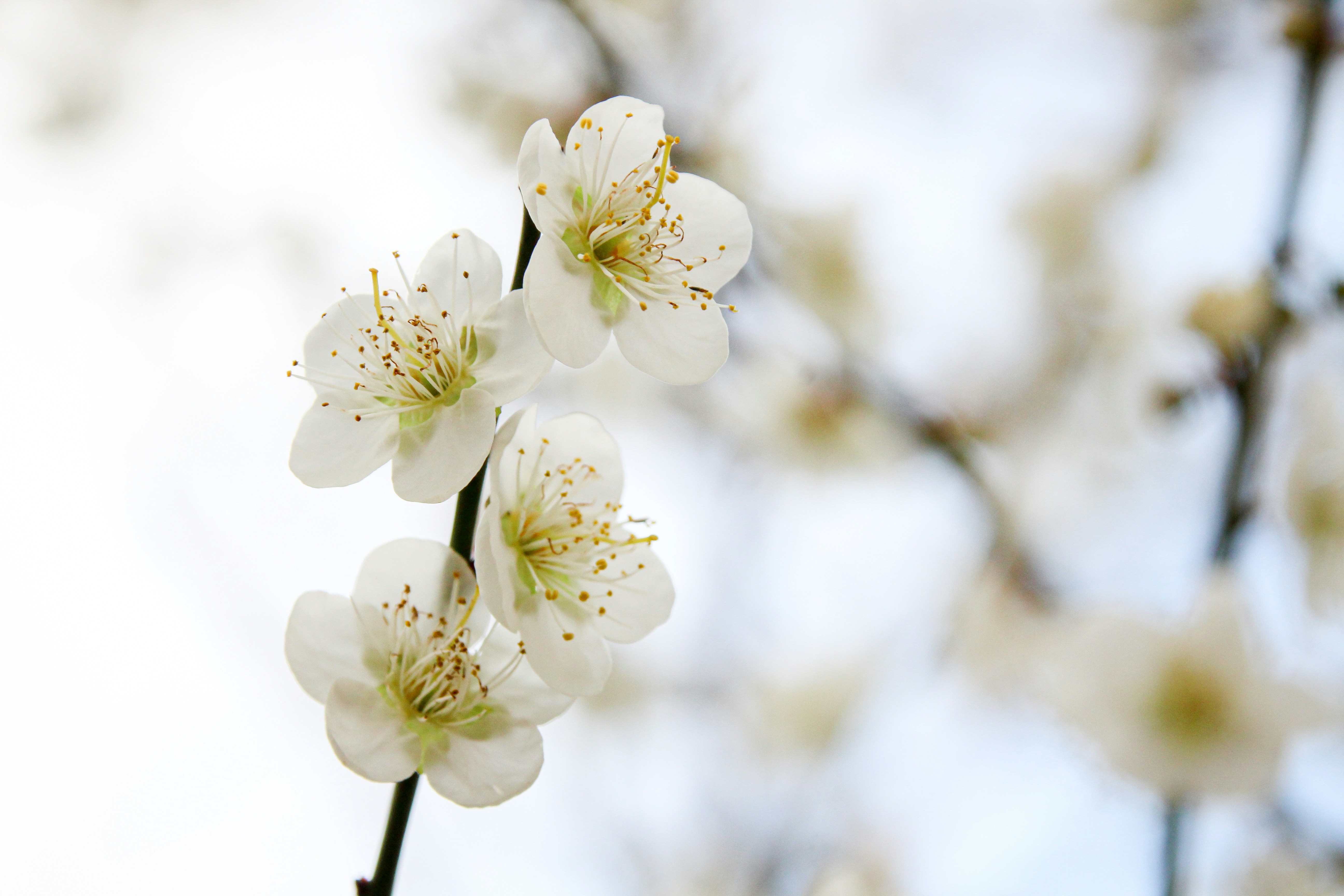 Photo by rickyrynselo