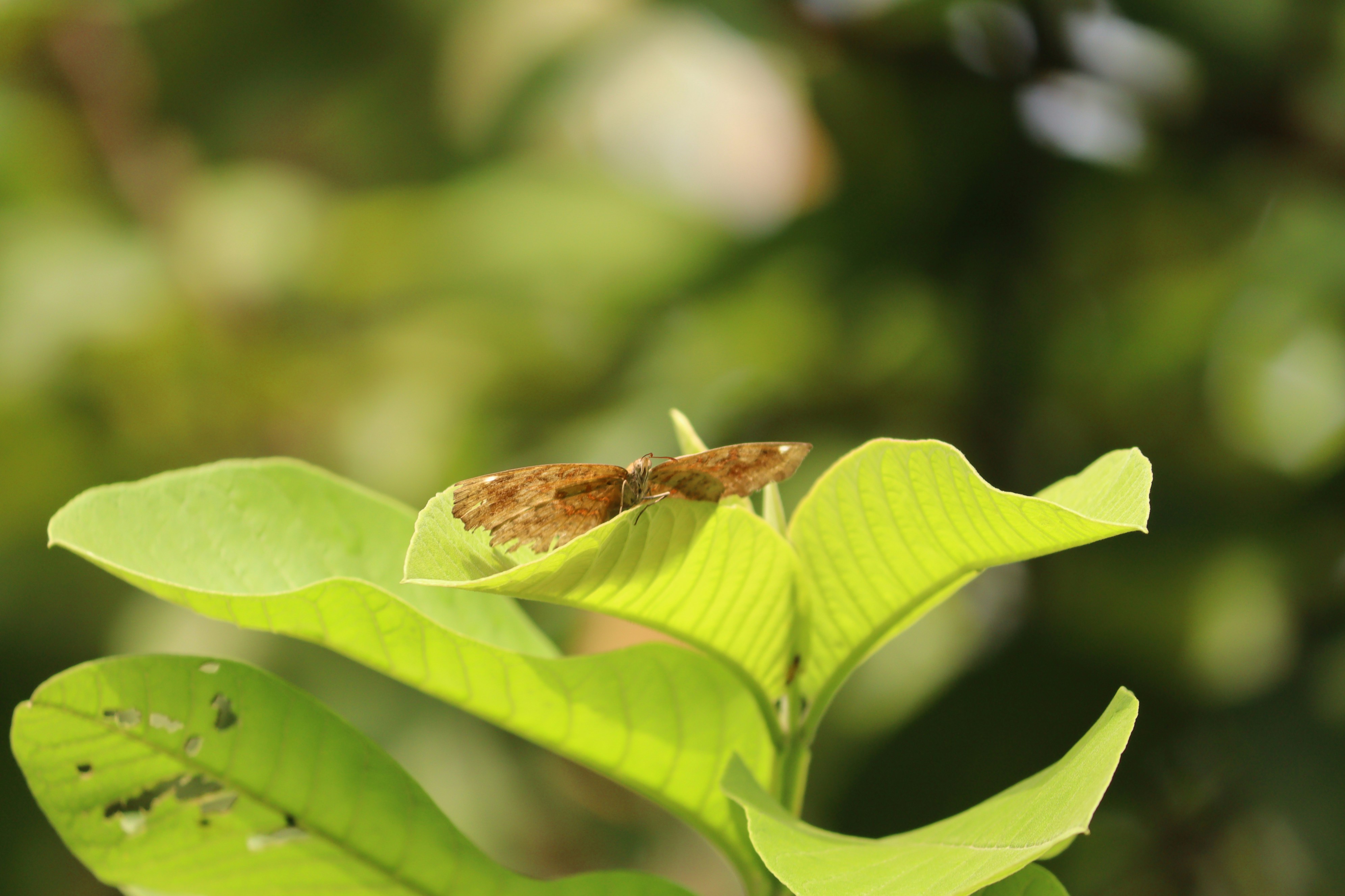 Photo by abhinawraj911