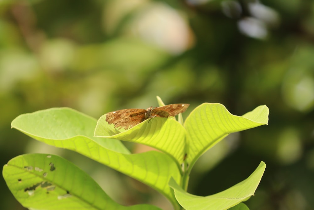 a small brown insect sitting on top of a green leaf