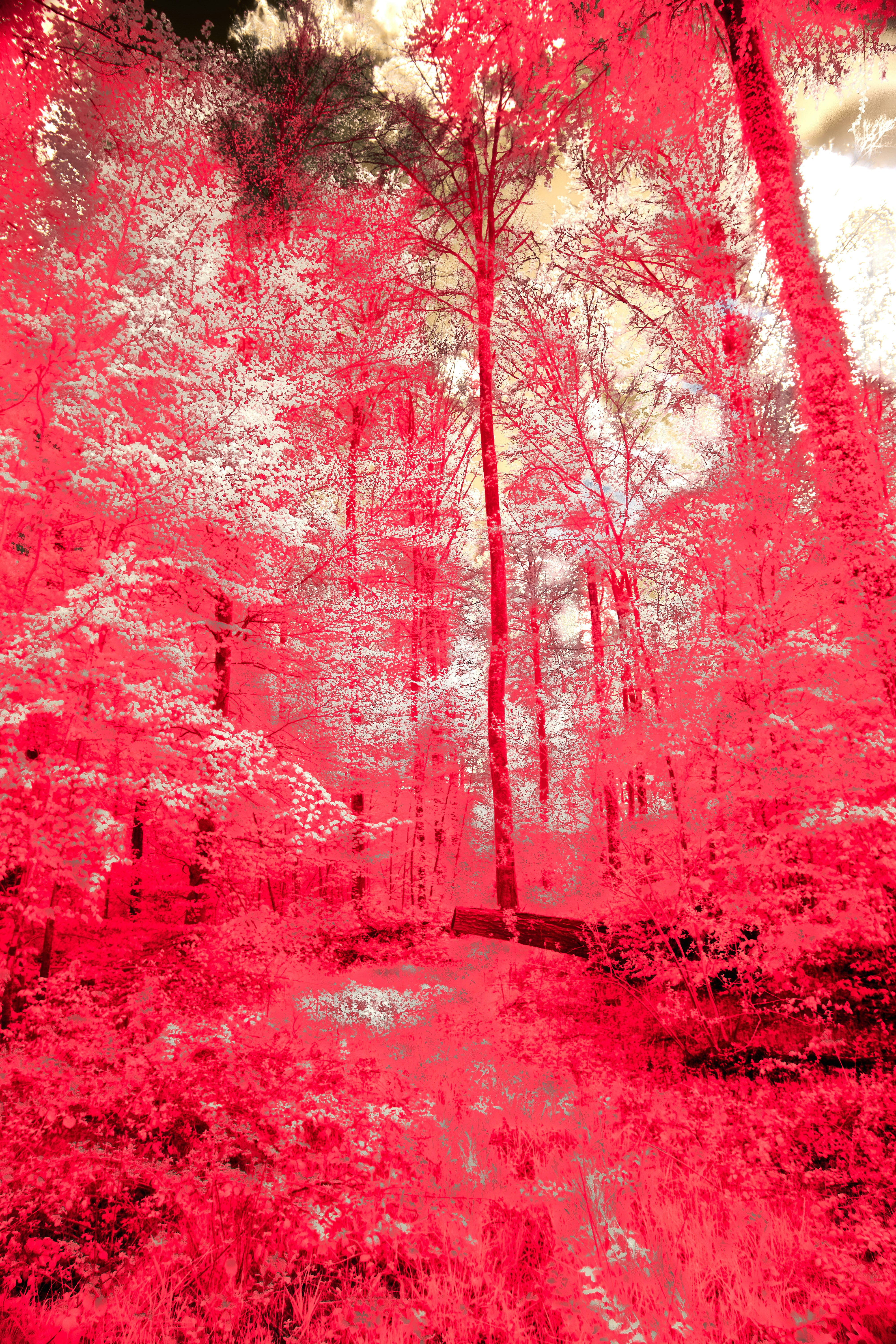 Photo by wolfgang_hasselmann