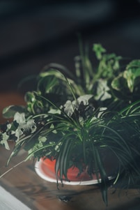 A close-up of lush green houseplants in a red pot. The leaves are varied in shape and size, with long, spiky, and broad types, all densely packed together. Subdued lighting creates soft shadows, giving the scene a natural and peaceful ambiance.
