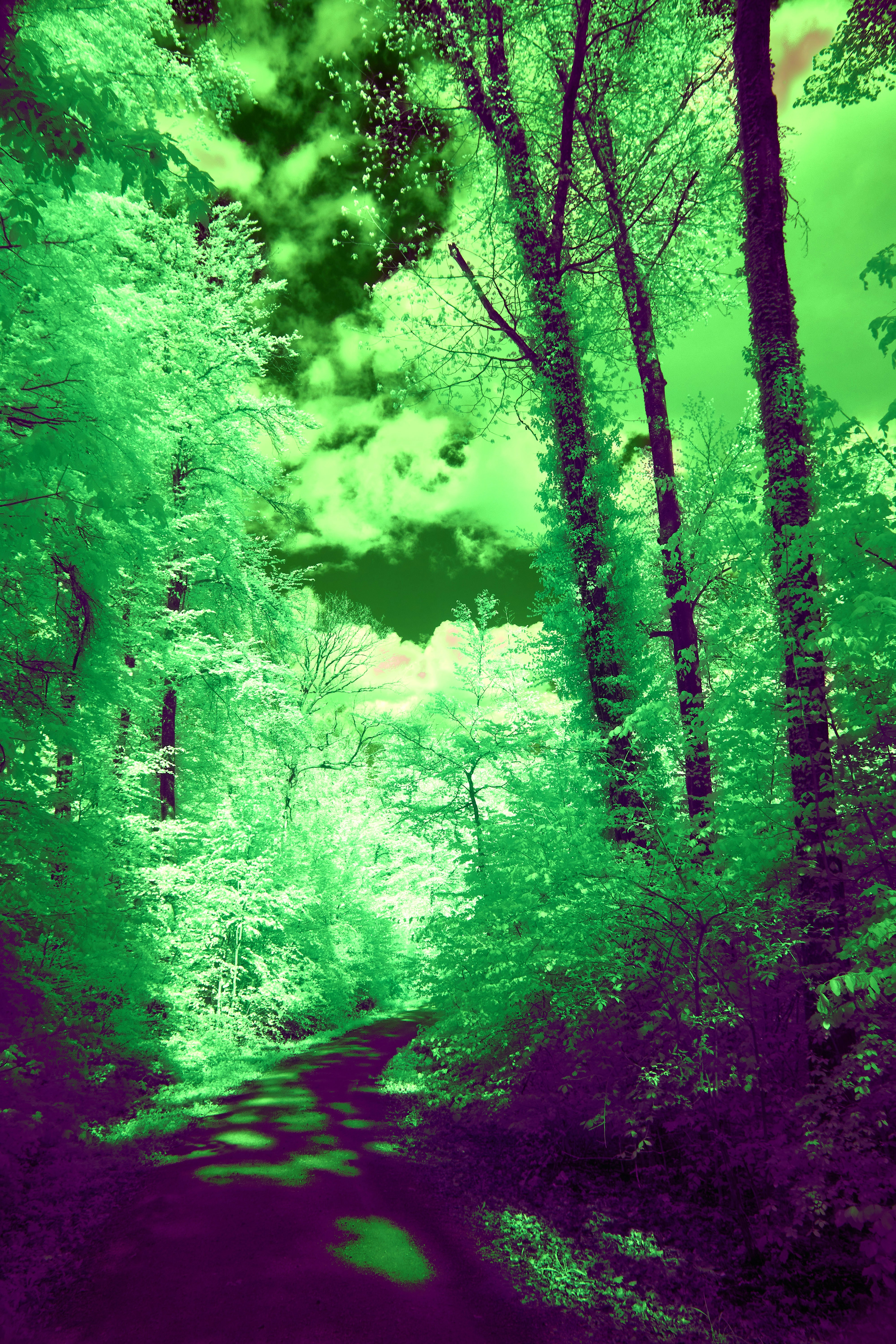 Greens Out Initiative: Transforming Urban Spaces into Green Havens