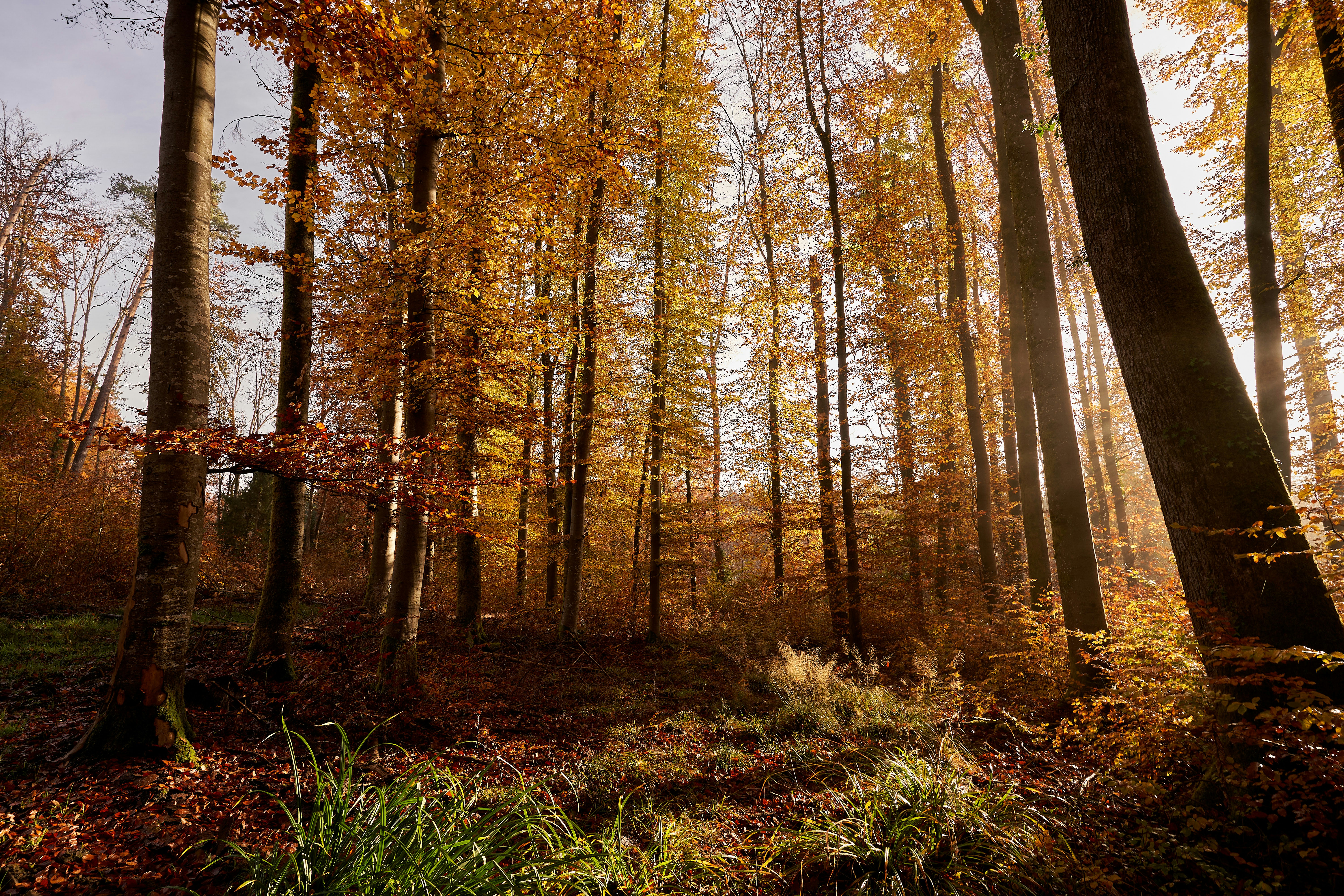 Photo by wolfgang_hasselmann