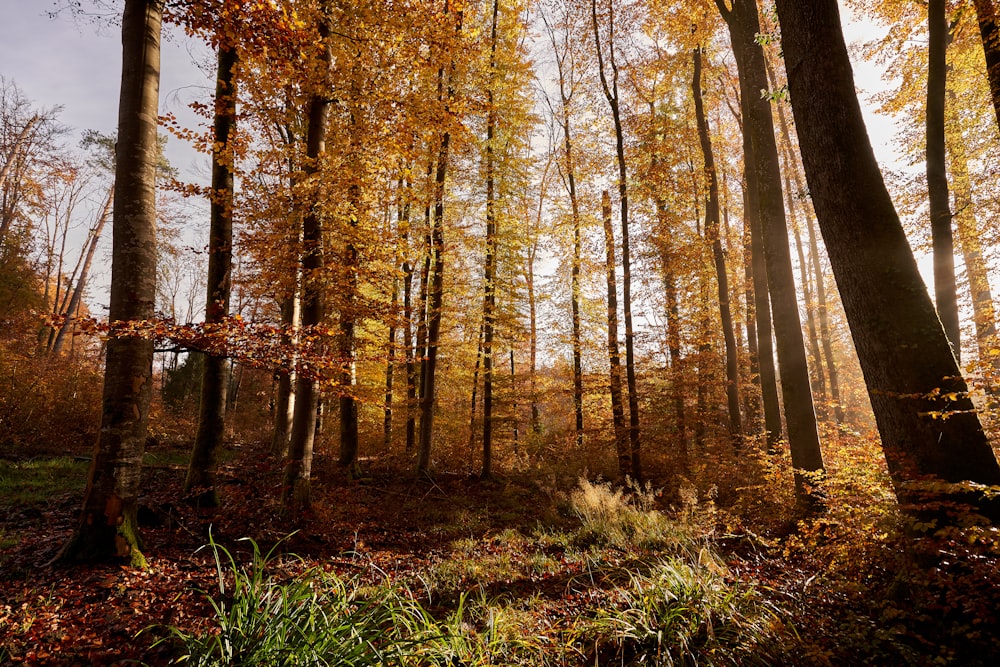 a forest filled with lots of tall trees