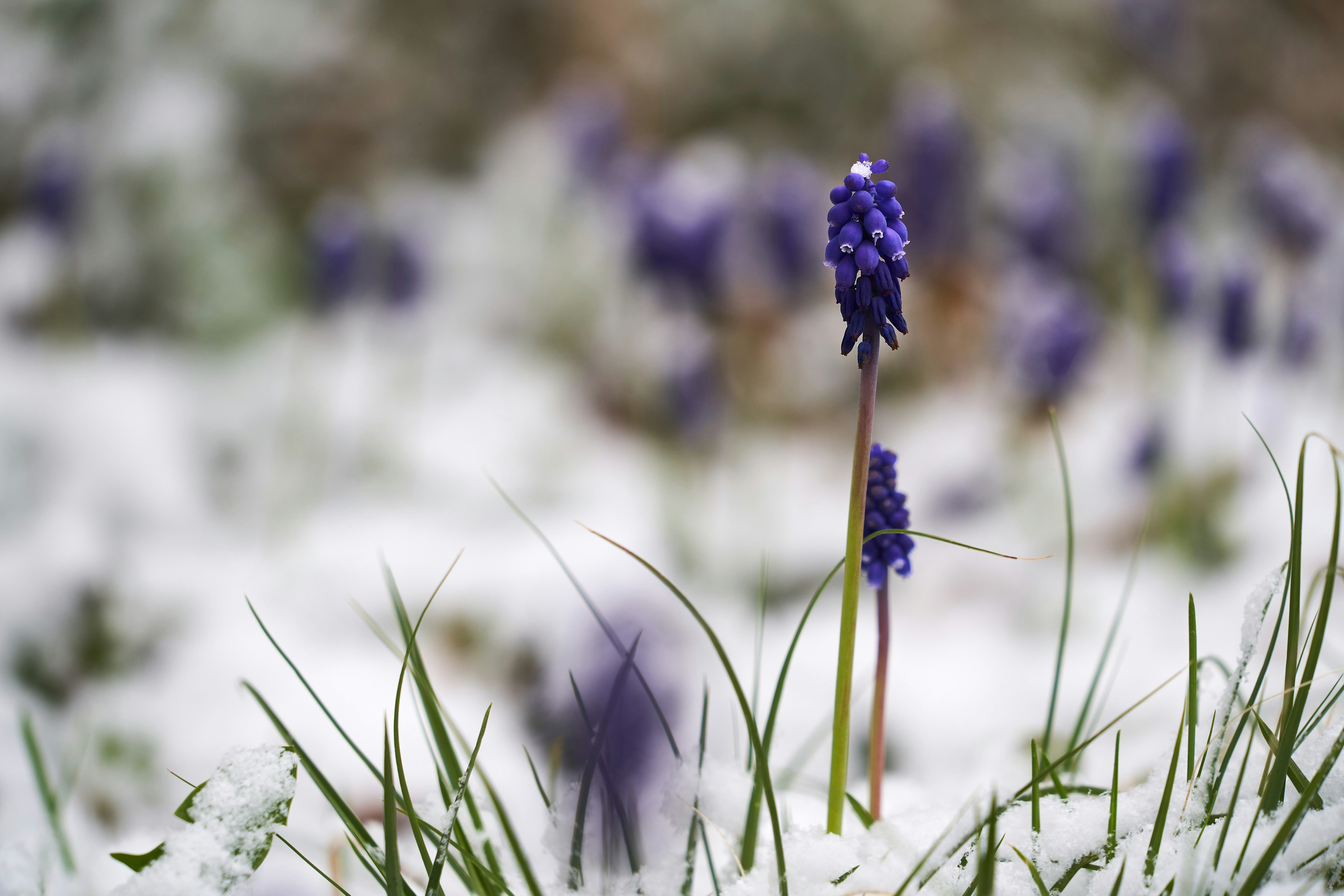 Photo by wolfgang_hasselmann