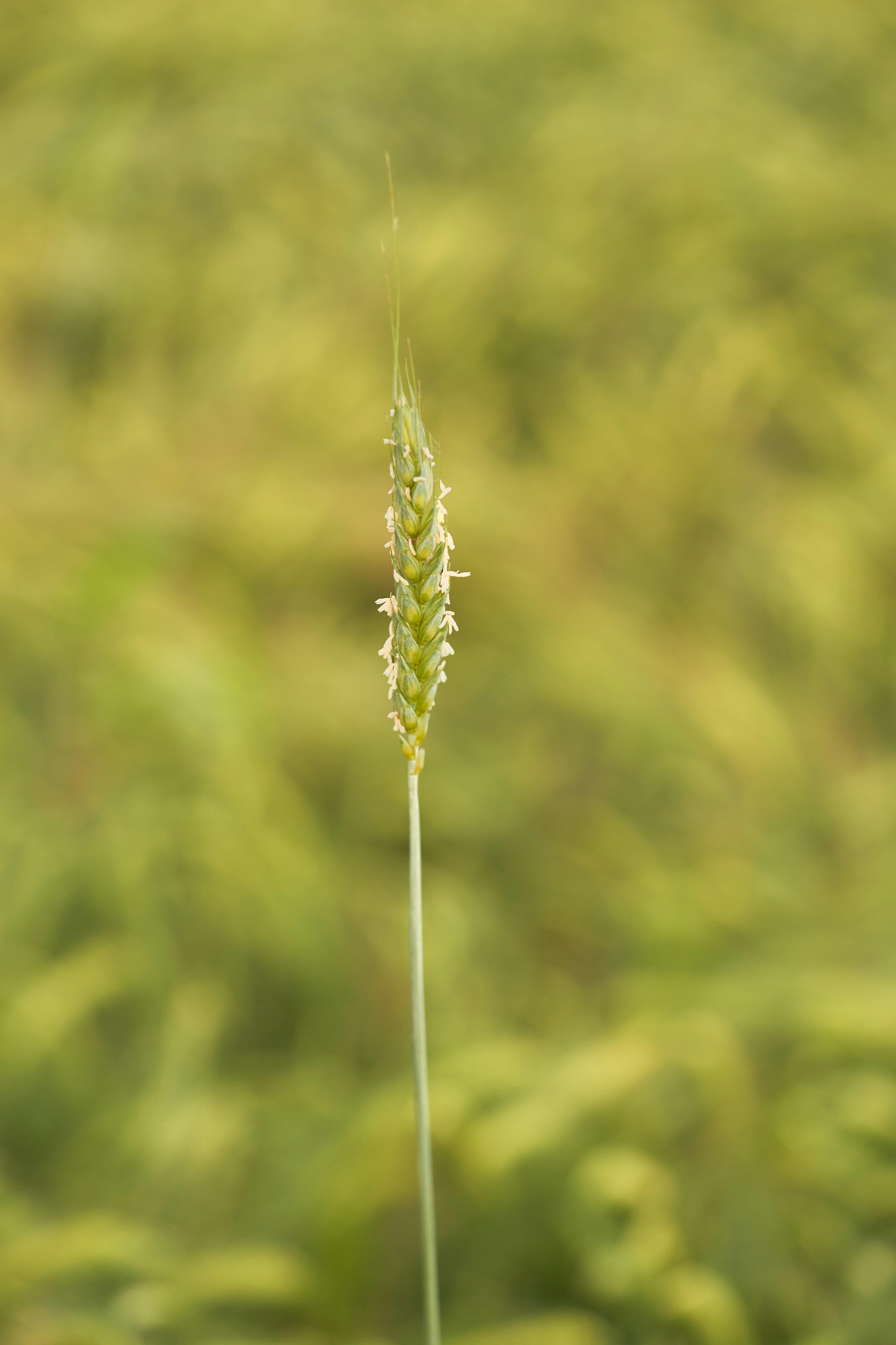 Photo by wolfgang_hasselmann