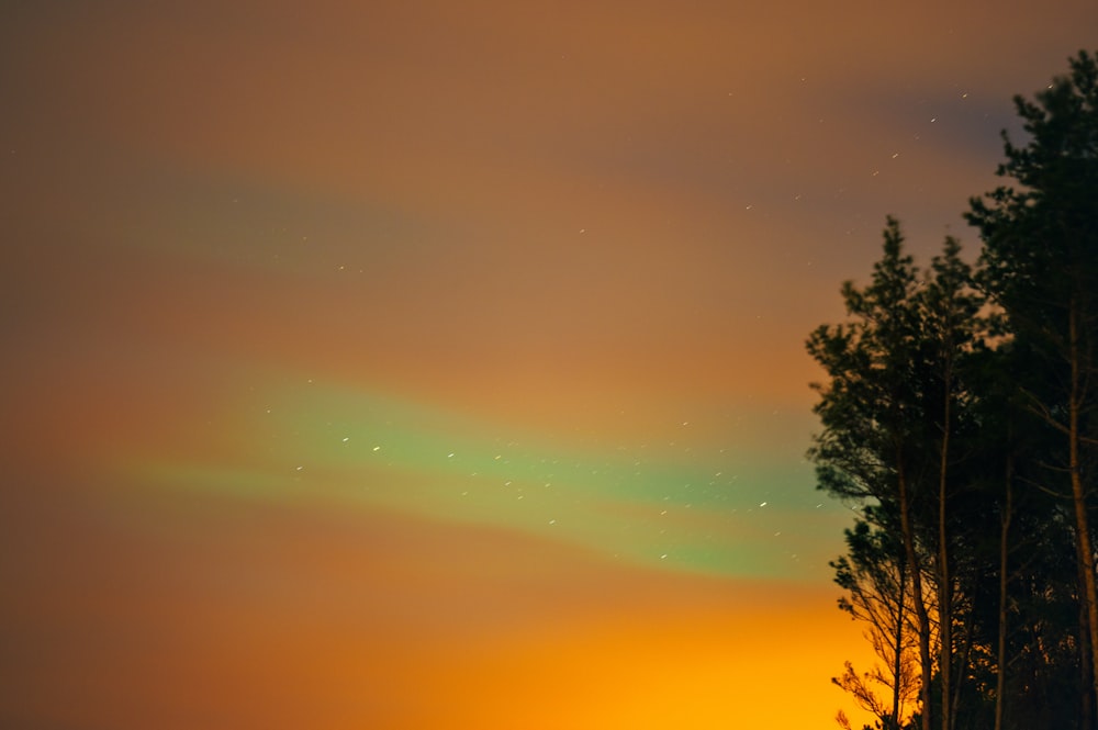 the aurora bore is visible in the sky above the trees