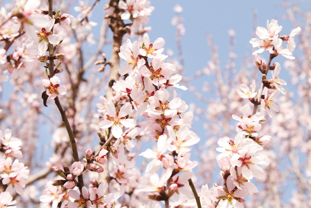 a bunch of pink flowers are blooming on a tree