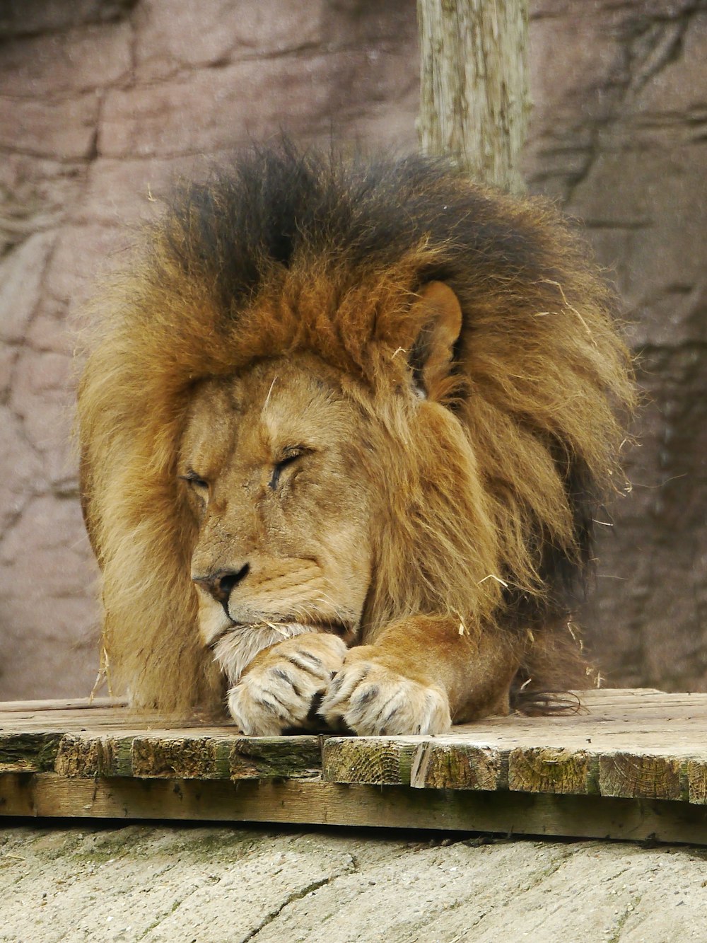 a large lion laying on top of a wooden platform