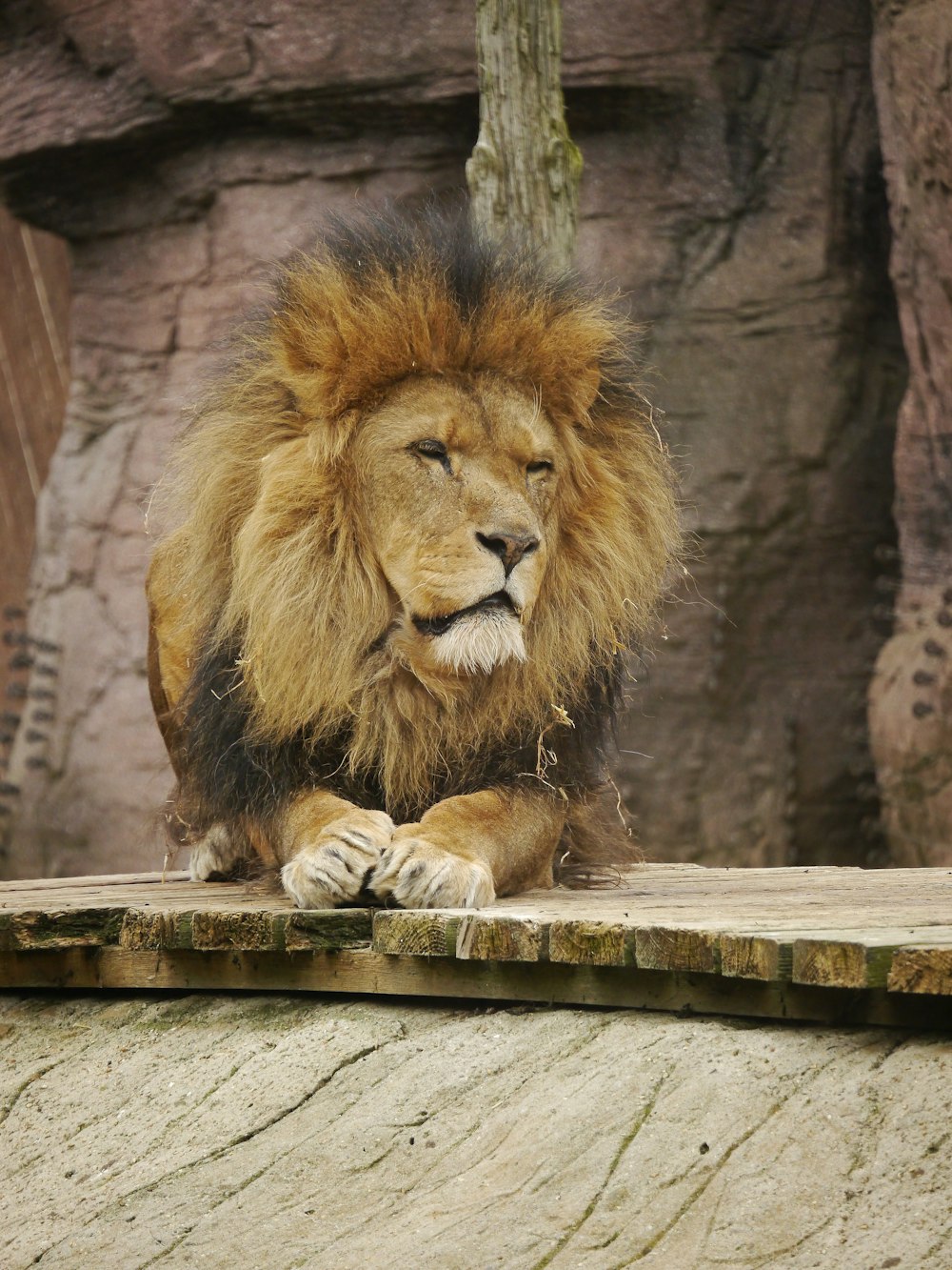 Un lion assis sur un rebord dans un zoo