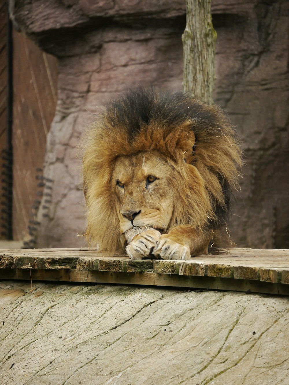 a lion sitting on a ledge in a zoo