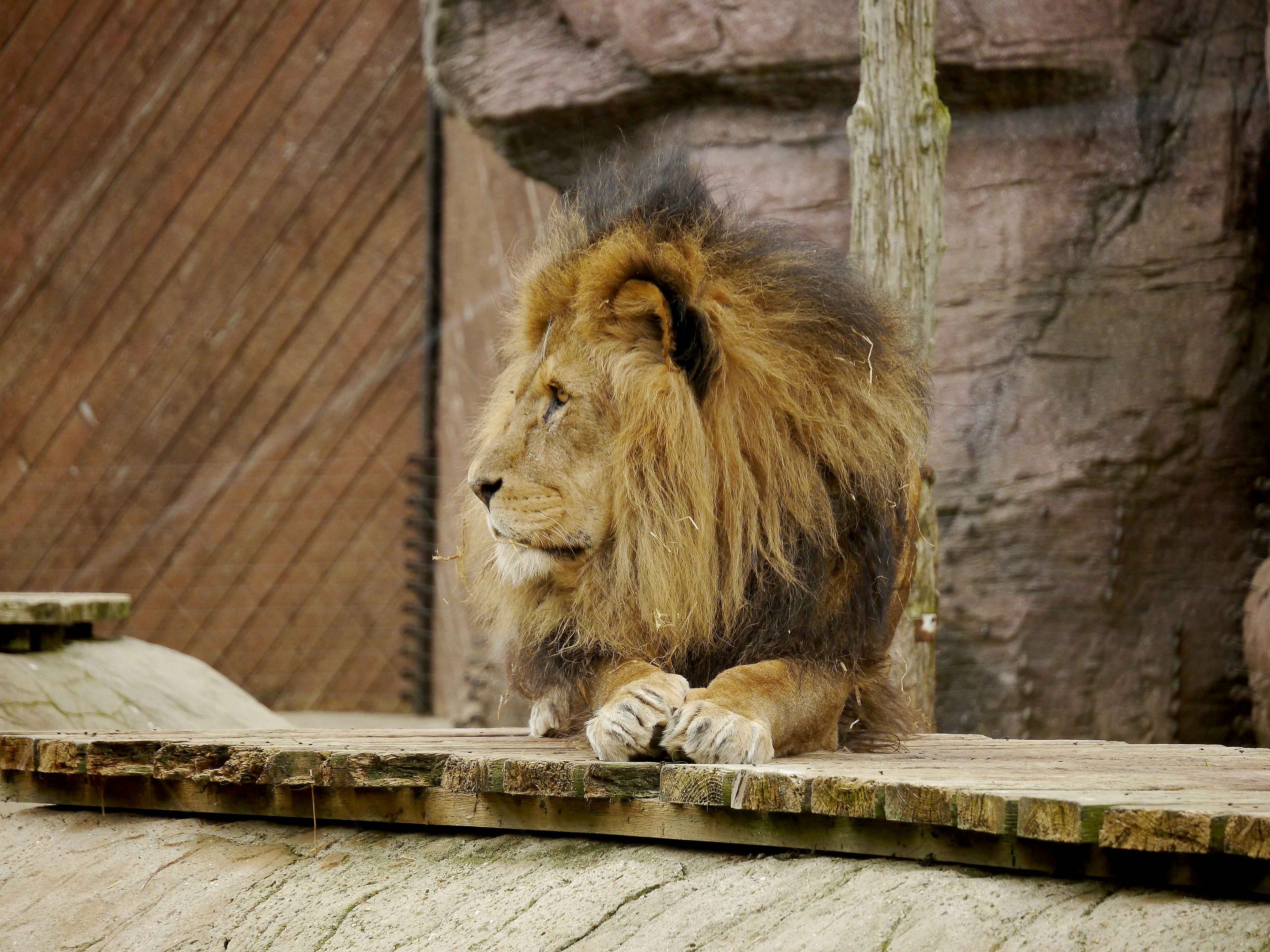 African Lion