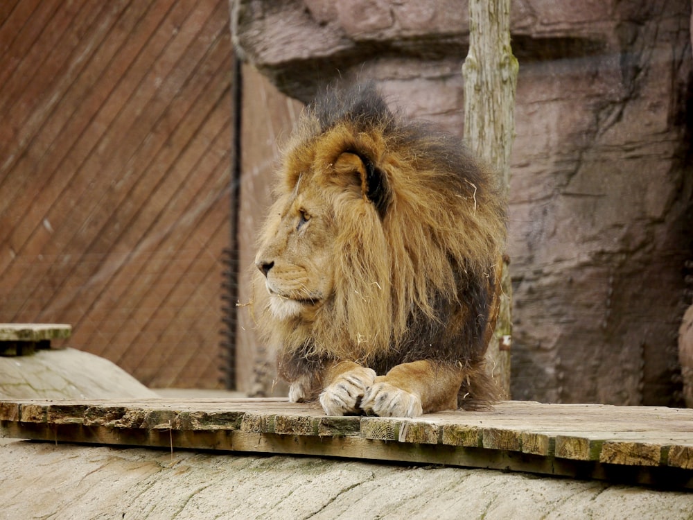 un lion assis sur un rebord dans un enclos