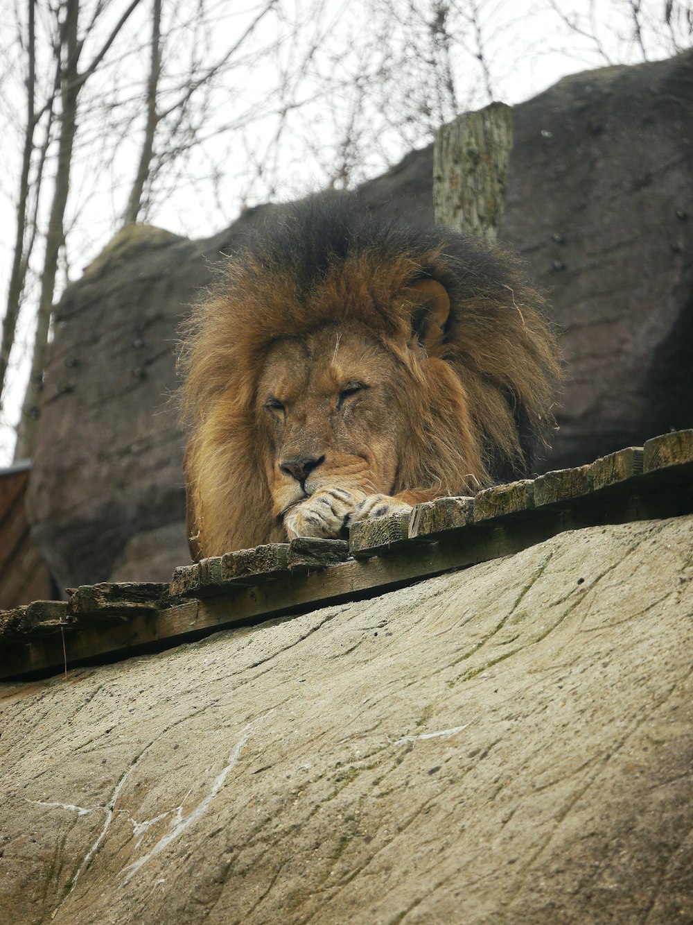 um leão deitado em cima de uma rocha ao lado de uma floresta