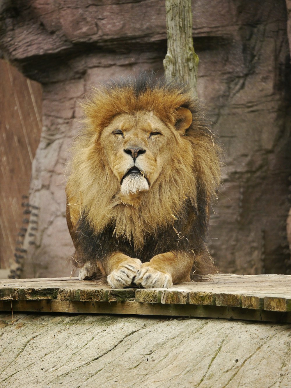 a lion sitting on a ledge in a zoo