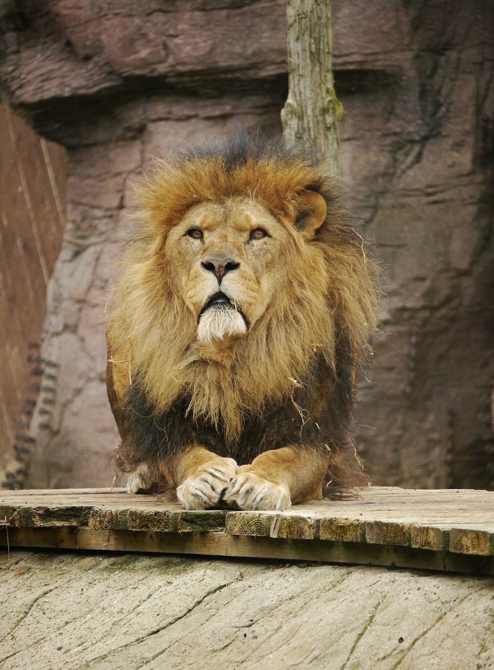um leão sentado em uma saliência em um zoológico