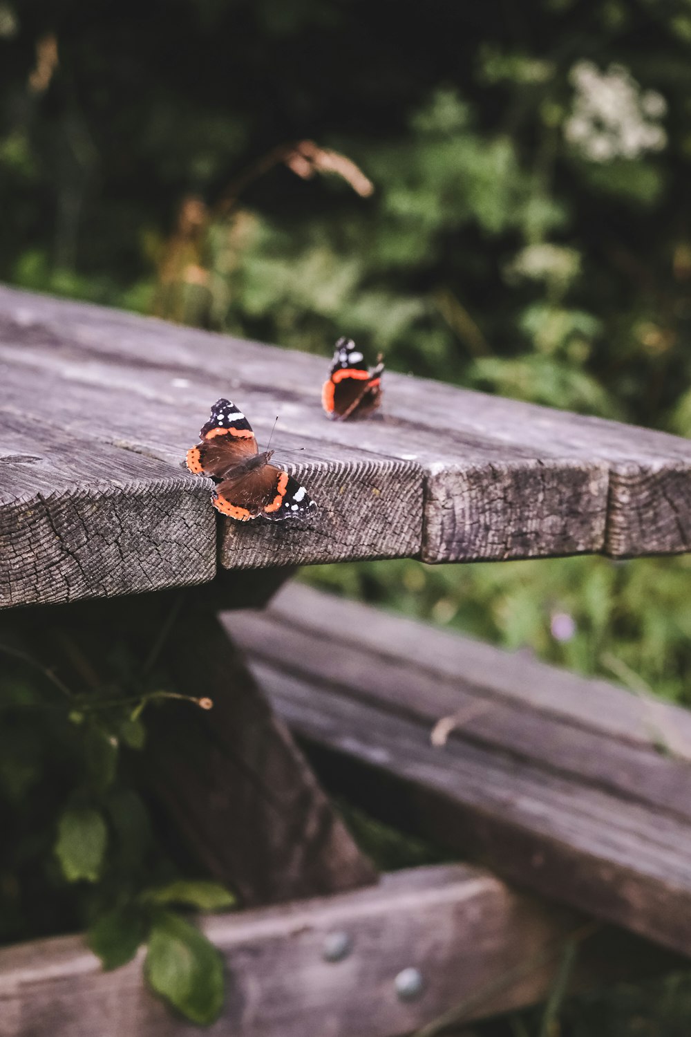 a couple of small butterflies sitting on top of a wooden bench