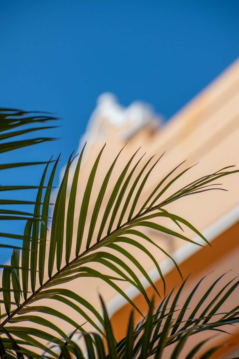 a close up of a palm tree with a building in the background