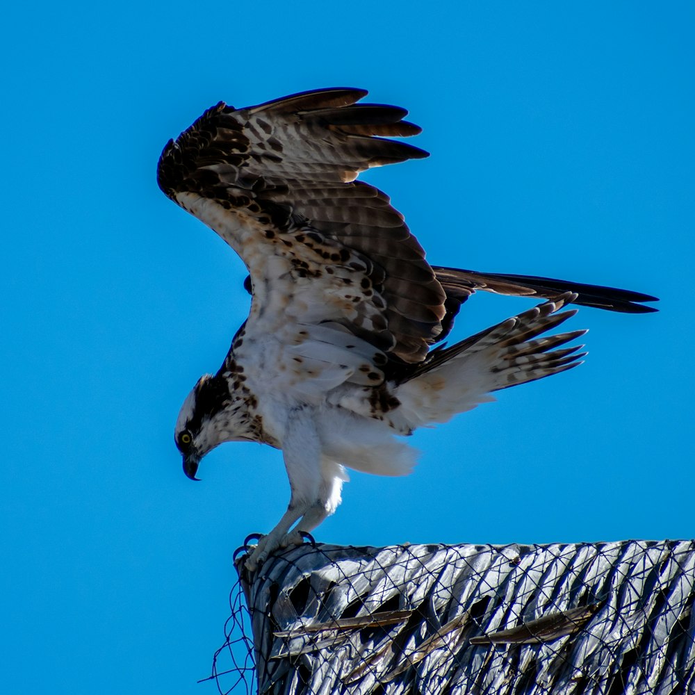 a large bird of prey sitting on top of a roof