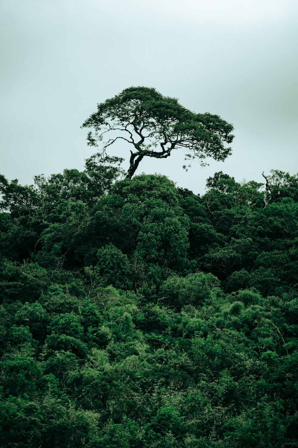 a lone tree on top of a lush green hillside