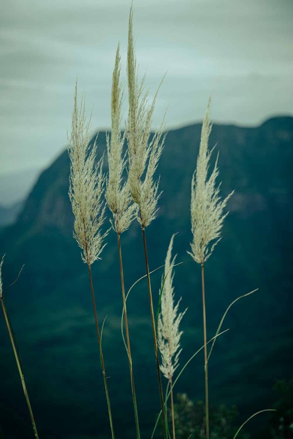 a group of tall white flowers sitting on top of a lush green hillside