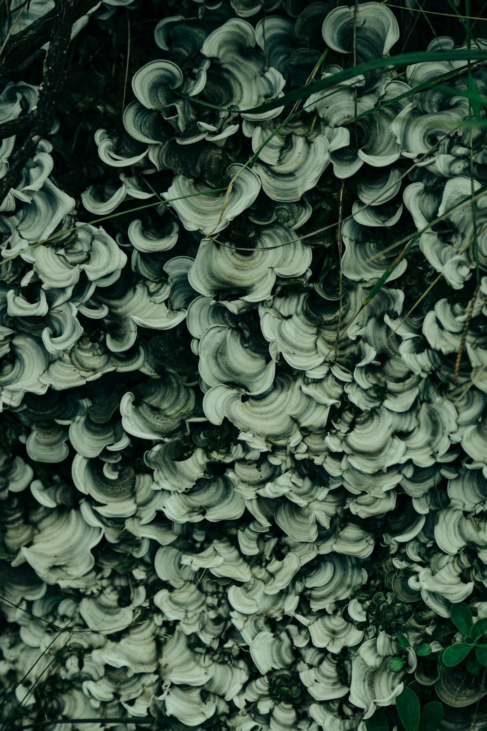 a bunch of mushrooms growing on a tree