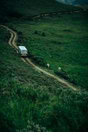 A scenic rural landscape with a narrow dirt road winding its way through lush green fields. A small bus is driving on the road, heading into the distance. Two sheep are grazing near the side of the road. The area is surrounded by dense greenery and rolling hills under a cloudy sky.