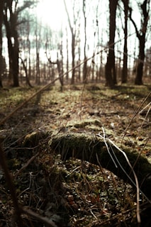 Sunlight filtering through tall trees onto a moss-covered log with a field journal resting on it