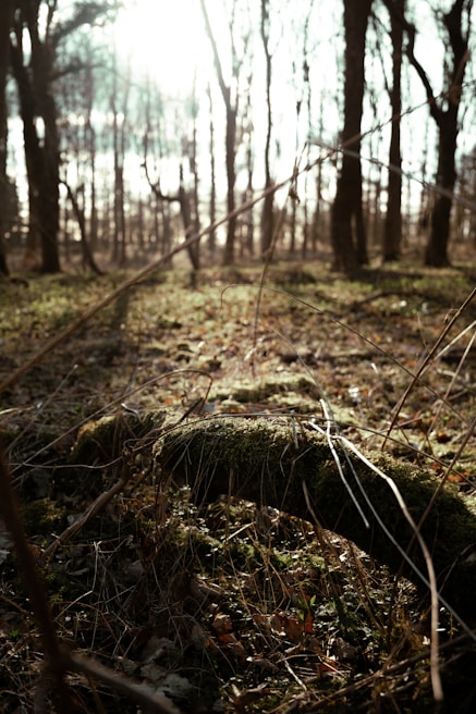 Sunlight filtering through tall trees onto a moss-covered log with a field journal resting on it