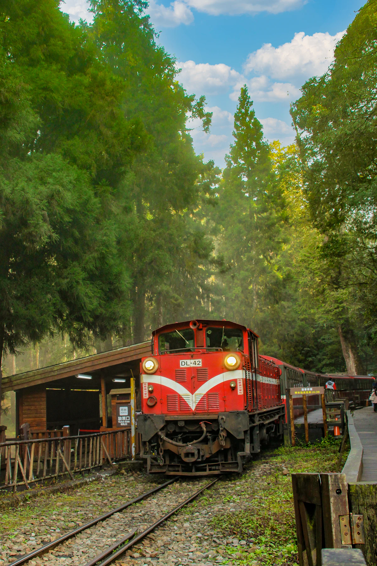 阿里山森林漫步輕旅行｜高雄出發一日專車