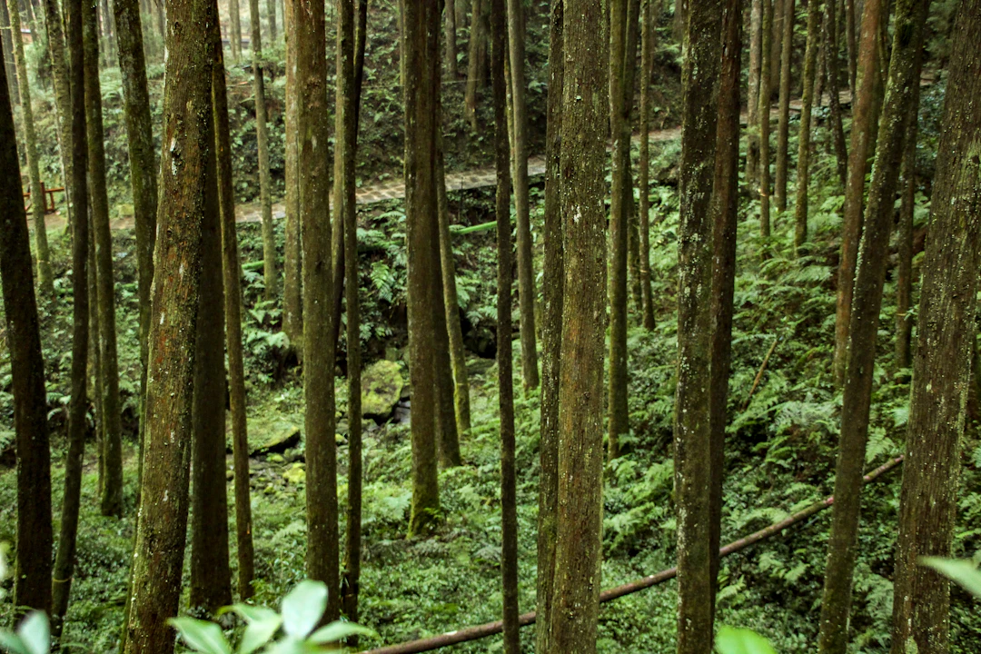 Alishan 5-Day Budget Itinerary: Backpacking Taiwan