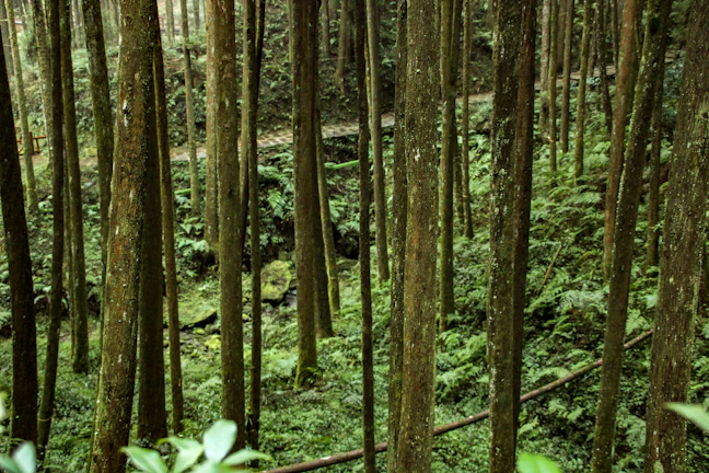 Alishan 5-Day Budget Itinerary: Backpacking Taiwan