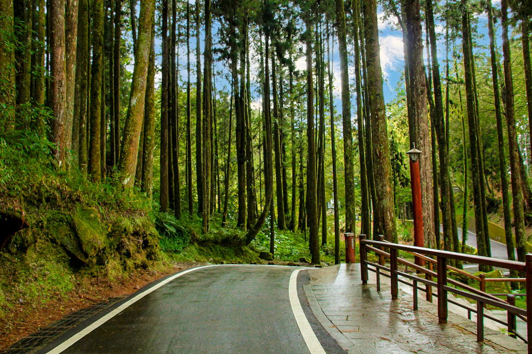 3-Day Alishan Budget Itinerary: Ultra-Lean Backpacking Guide