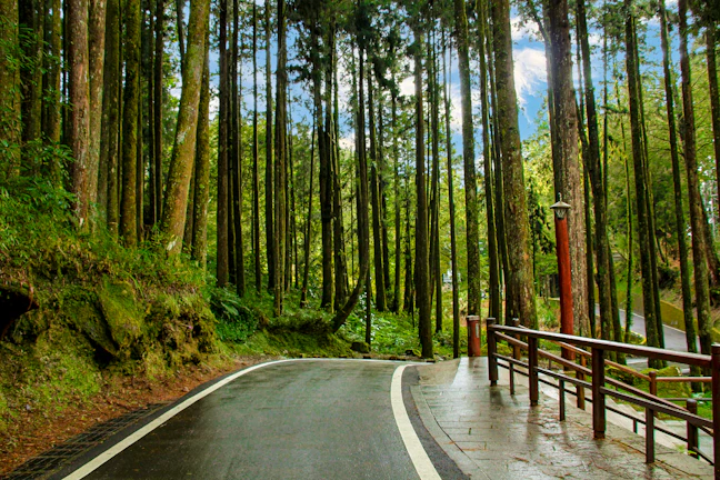 3-Day Alishan Budget Itinerary: Ultra-Lean Backpacking Guide