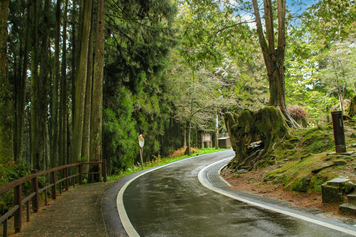 A curving road through a cedar forest in Alishan National Forest Recreation Area
