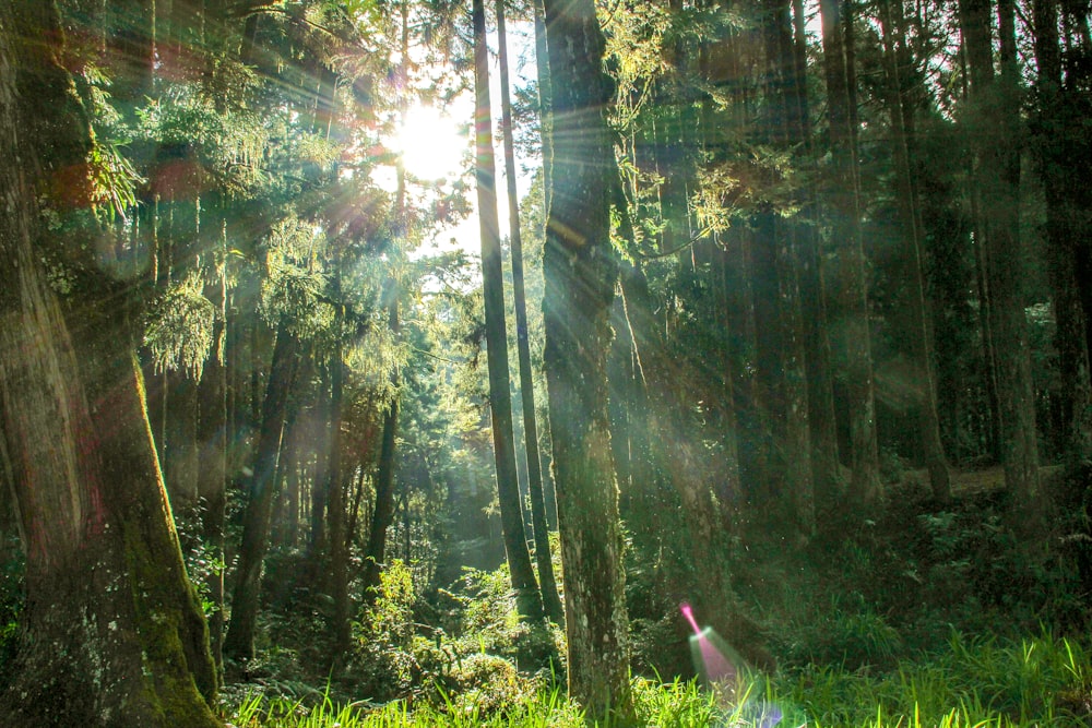 the sun shines through the trees in the forest