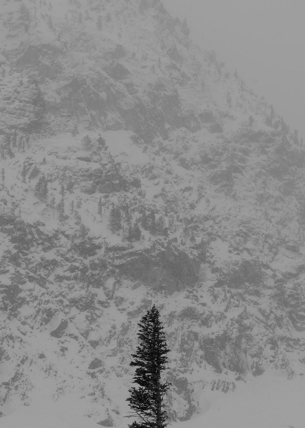 a lone pine tree in front of a snowy mountain