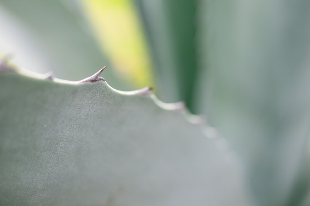 a close up of a plant with a blurry background