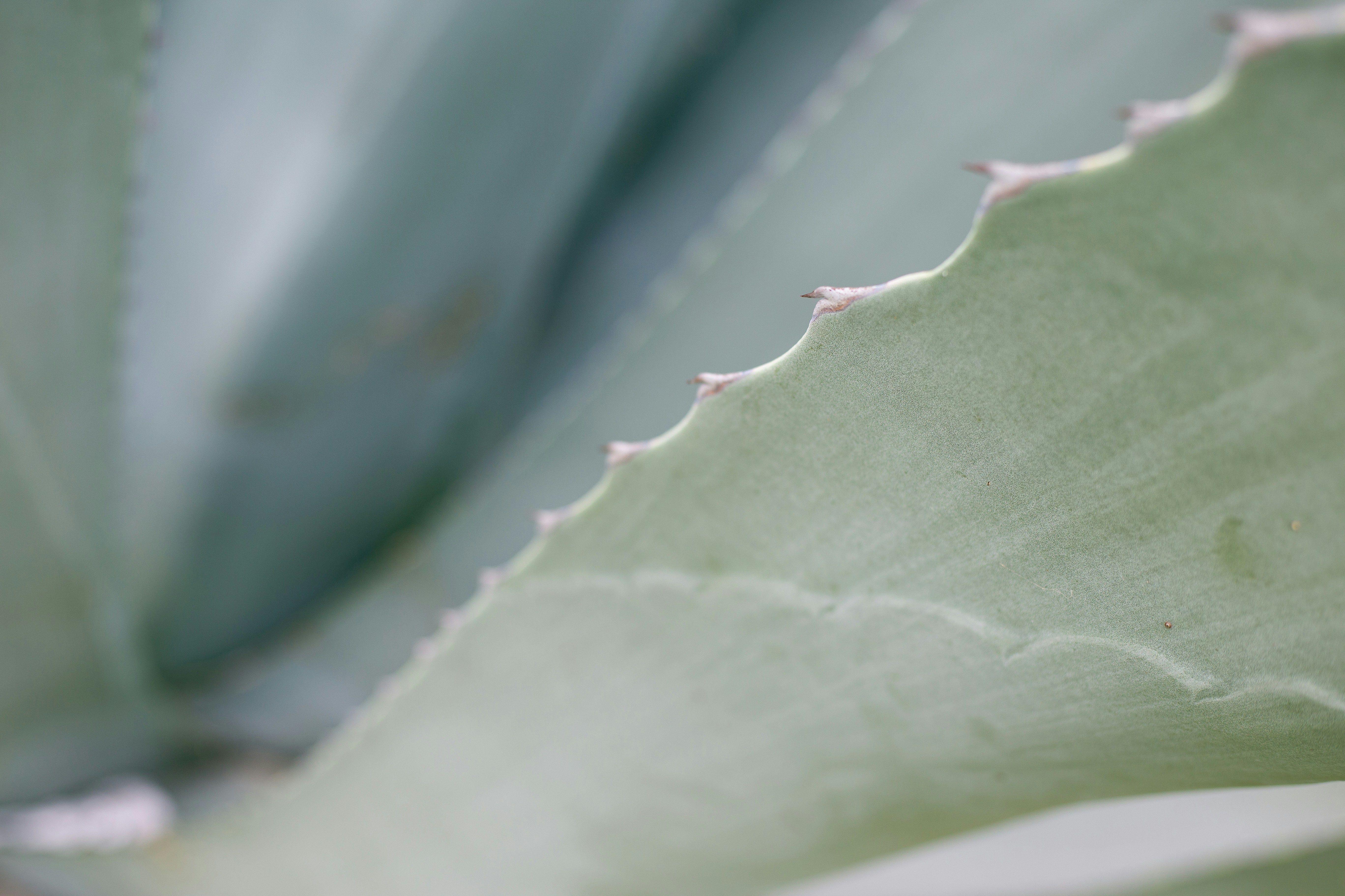 a close up of a large leaf of a plant