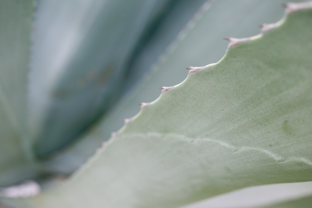 a close up of a large leaf of a plant