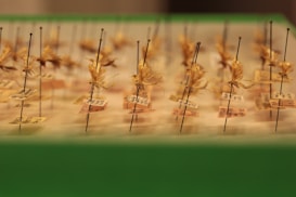 Pinned insects arranged in rows, each with small labels attached, displayed on a green surface.