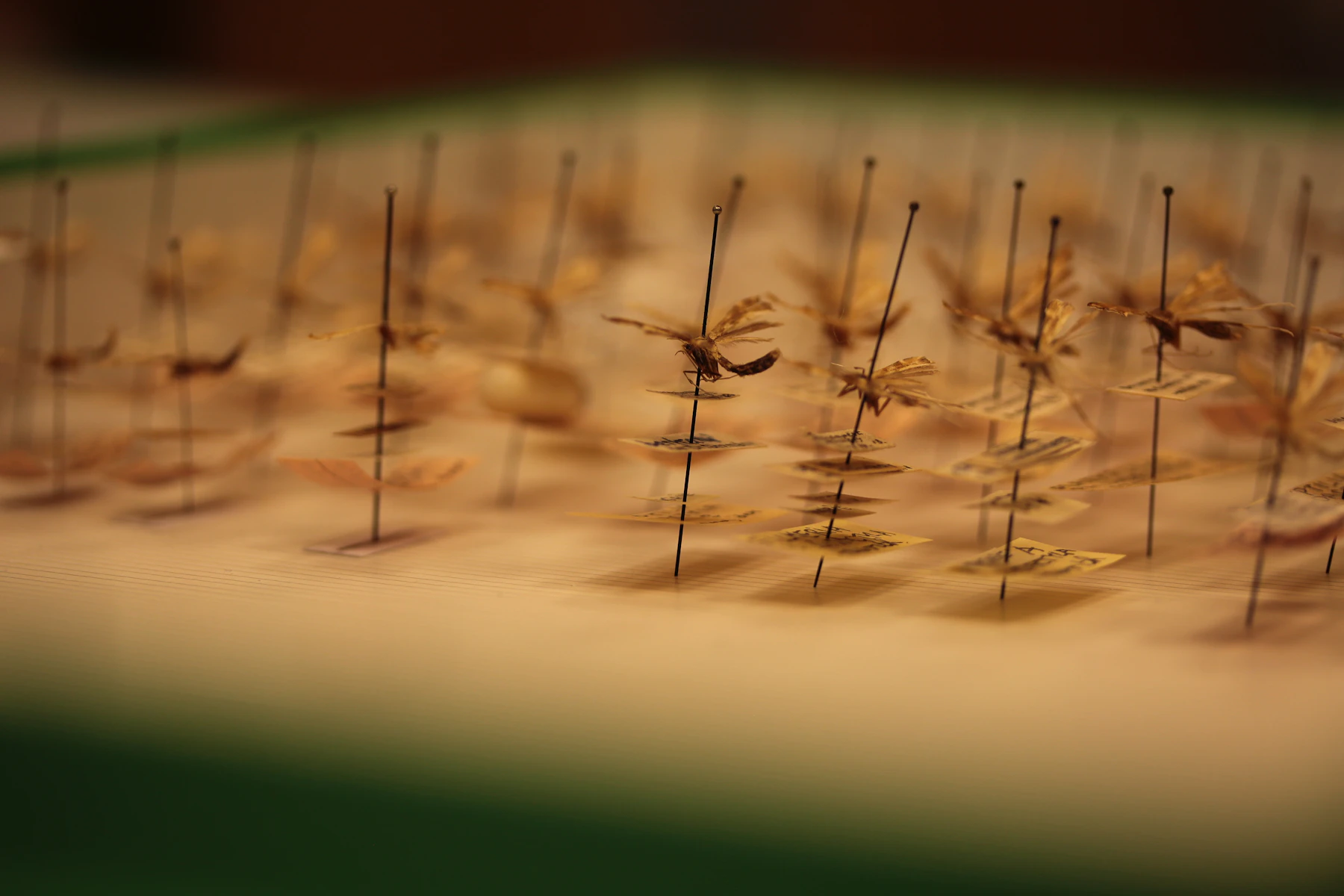 Rows of small moths seen from a low angle, each one on its own tall pin