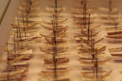 a display case filled with lots of small trees