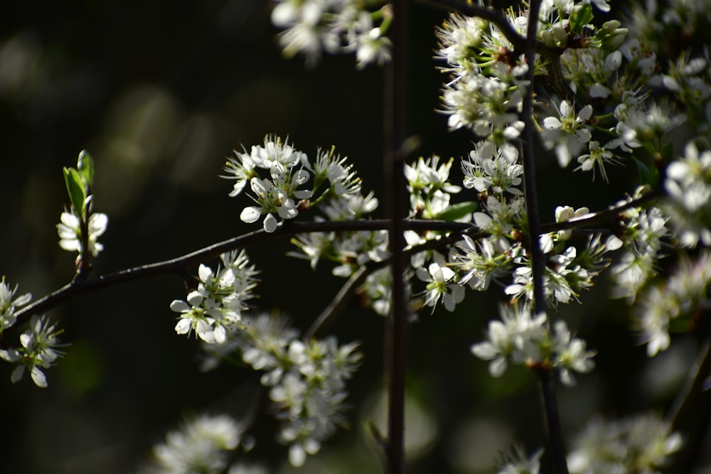 a close up of some white flowers on a tree