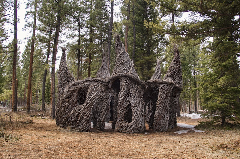 a group of trees that are in the woods