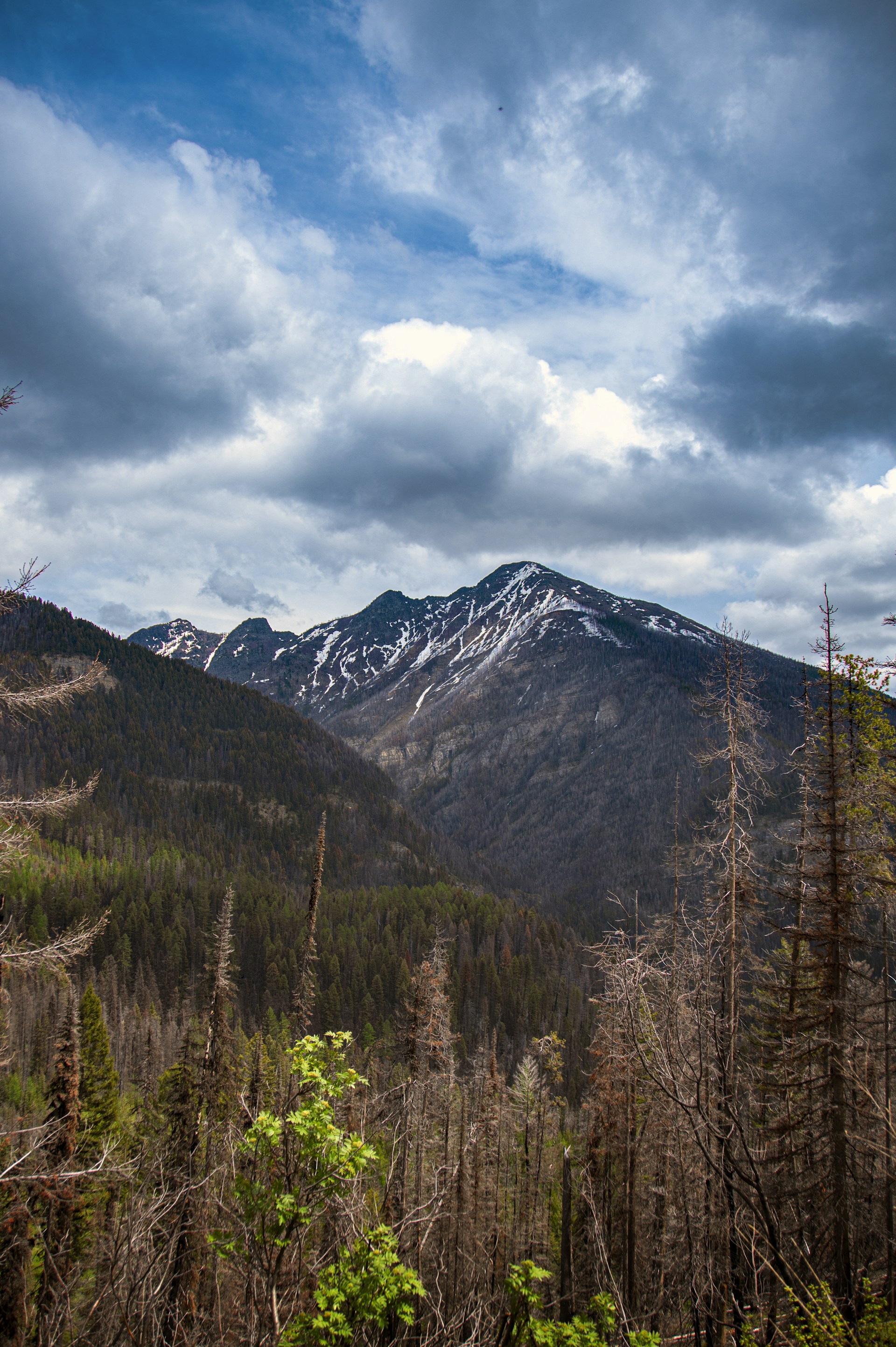 a view of a mountain range with trees in the foreground