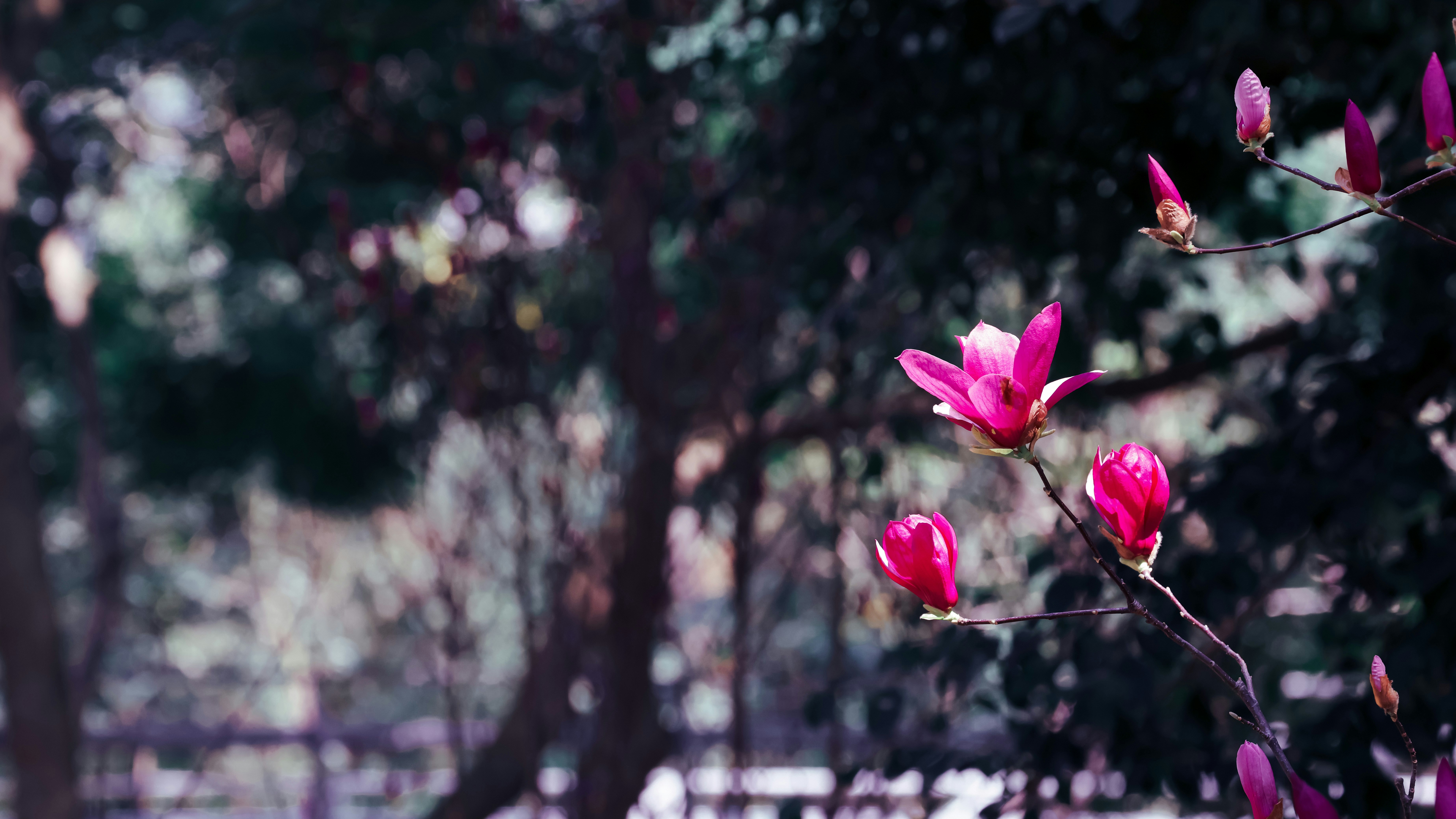 Photo by dickenslin76